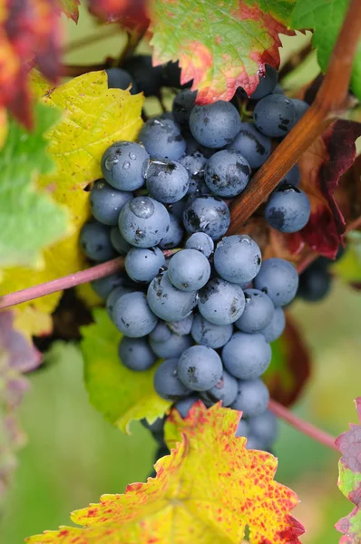 Красный виноград с капельками воды — стоковое фото