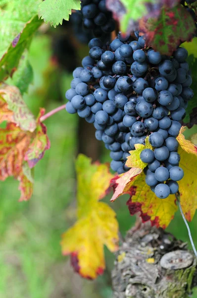 Czerwone winogrona z kropli wody — Zdjęcie stockowe