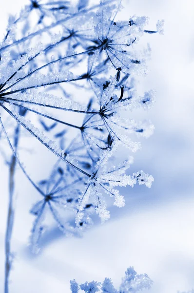 Winter floral achtergrond — Stockfoto