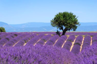 Lavanta alanlar, provence, Fransa