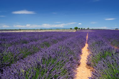 Lavanta alanlar, provence, Fransa