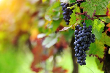 Kırmızı üzümler