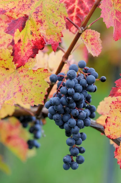 Uvas rojas — Foto de Stock