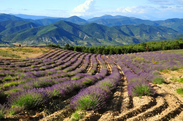 Lavender τους τομείς, Προβηγκία, Γαλλία — Φωτογραφία Αρχείου