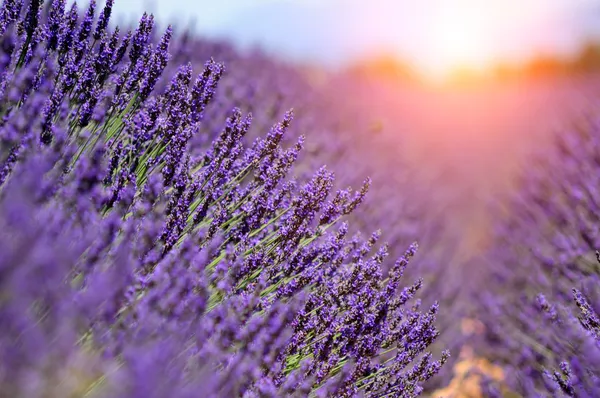 Levandulové pole, provence, Francie — Stock fotografie