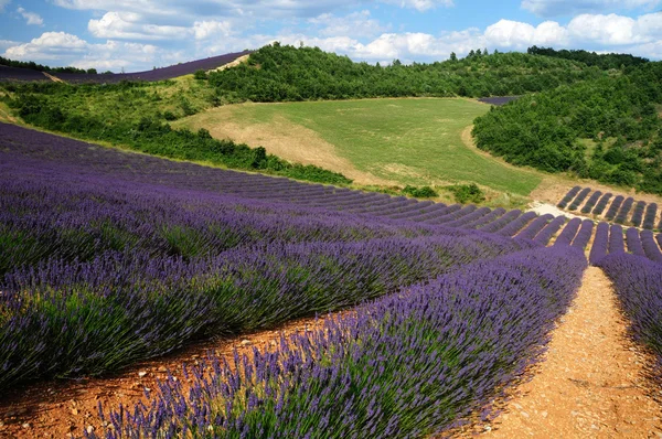 Campos de lavanda en Provenza, Francia — Foto de Stock