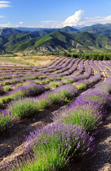 Lavender τους τομείς, Προβηγκία, Γαλλία Εικόνα Αρχείου