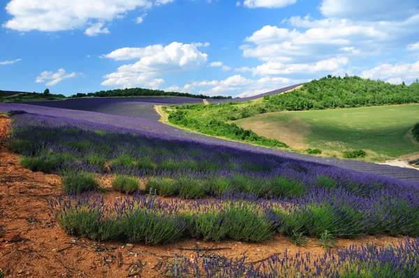 Lavendelfält i Provence, Frankrike Stockbild