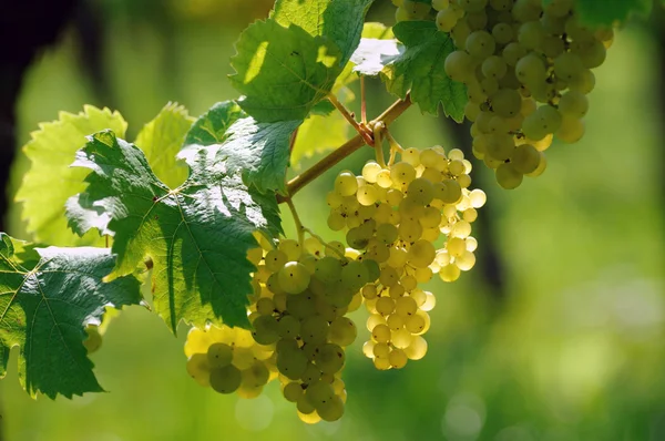 Белый виноград Стоковая Картинка