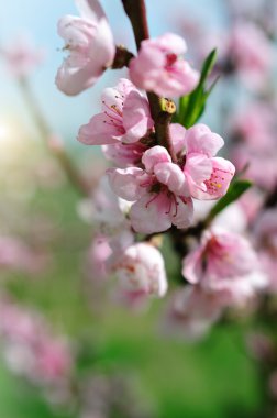 pembe badem çiçeği