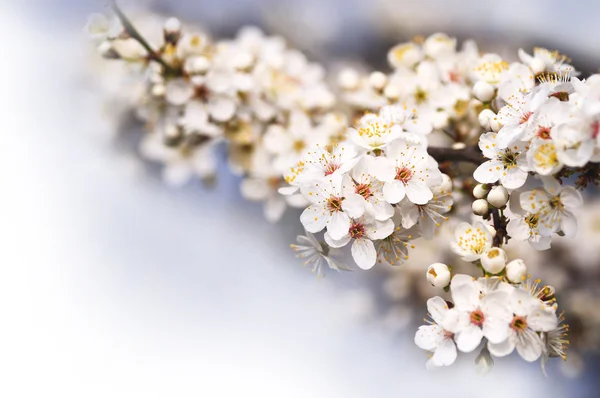 Kiraz blosssoms — Stok fotoğraf