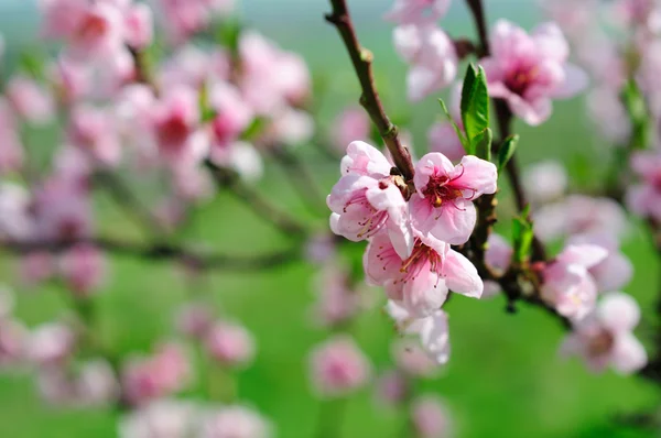 Pink almond blossom — Stock Photo, Image