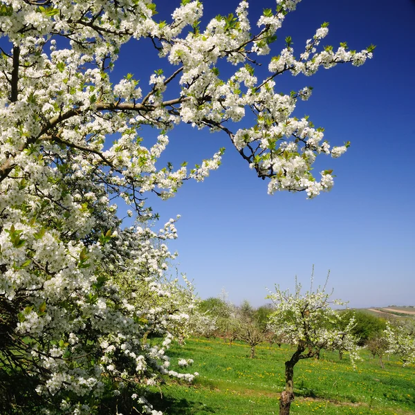 Primavera — Fotografia de Stock