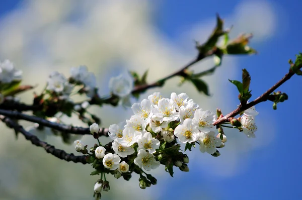 Вишня blosssoms — стокове фото