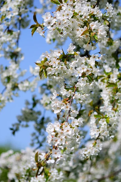 Fiori di ciliegio — Foto Stock