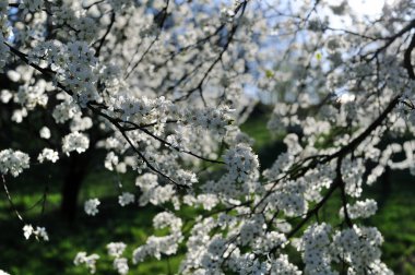 elma ağacı çiçeği