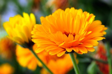 Kadife çiçeği (calendula officinalis)