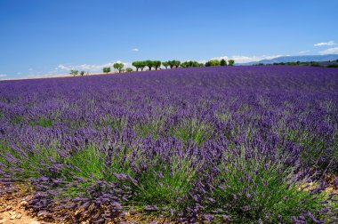 Provence, Fransa 'daki lavanta tarlaları