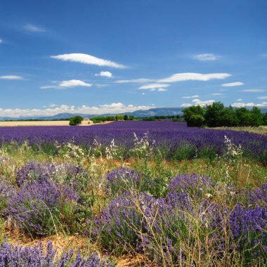 Provence, Fransa 'daki lavanta tarlaları