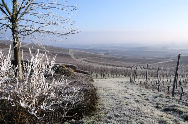 Winter wijngaard, Duitsland — Stockfoto