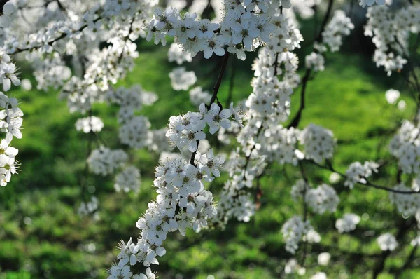 Вишневий цвіт вишні — стокове фото