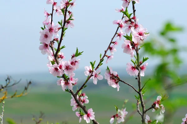 Pembe badem çiçeği — Stok fotoğraf