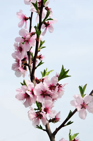 杏仁的粉红色的花 — 图库照片