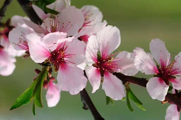 Pink almond blossom — Stock Photo, Image