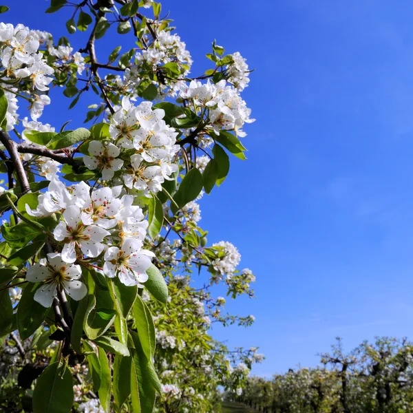 苹果树开花 — 图库照片