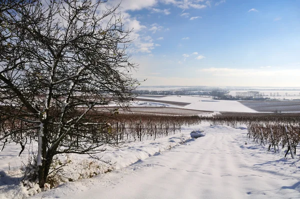 Vignoble d'hiver, Allemagne — Photo