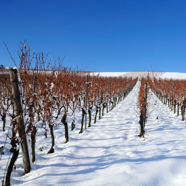 Winter wijngaard, Duitsland Rechtenvrije Stockfoto's