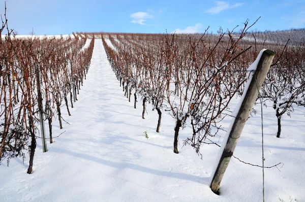 Winter wijngaard, Duitsland Stockafbeelding