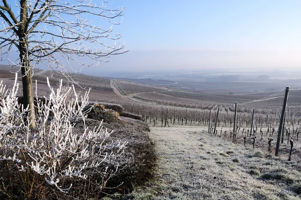 Vinter vingård, Tyskland Stockfoto