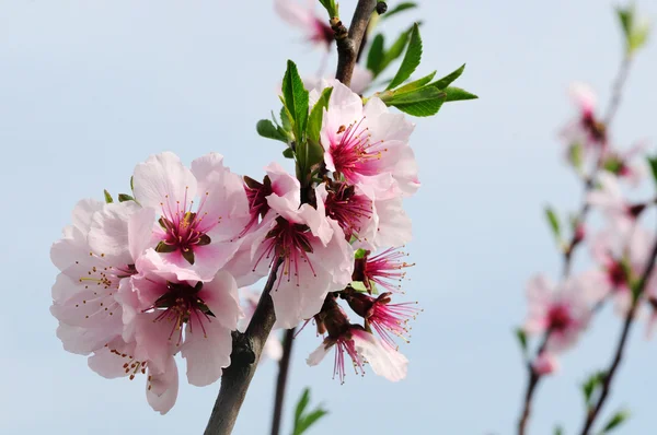 Rosa almond blossom Stockfoto
