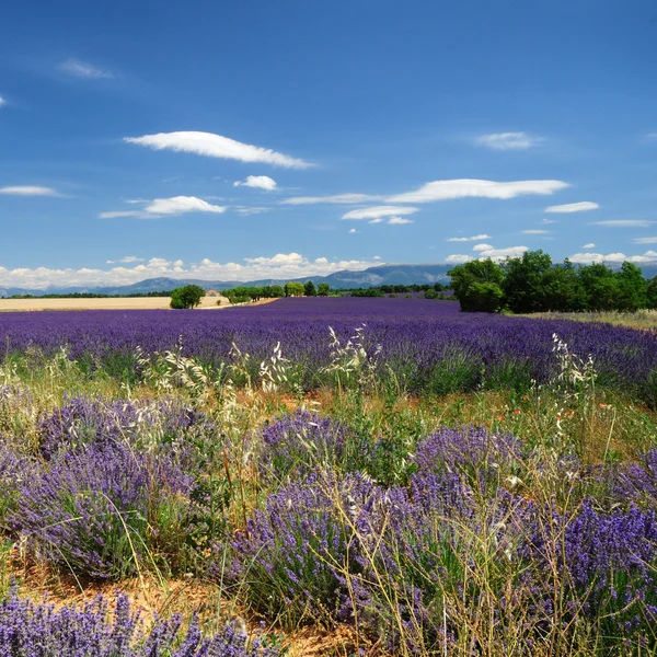 Lavendelfält i Provence, Frankrike Stockfoto