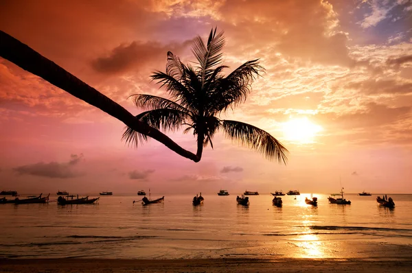 Sunset with palm and boats on tropical beach — Stock Photo, Image