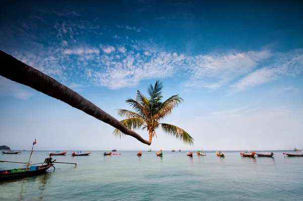 Palm en boten op tropisch strand, thailand — Stockfoto