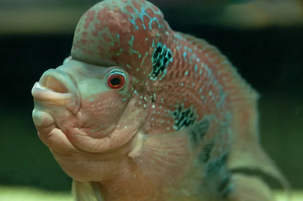 Peces tropicales — Foto de Stock