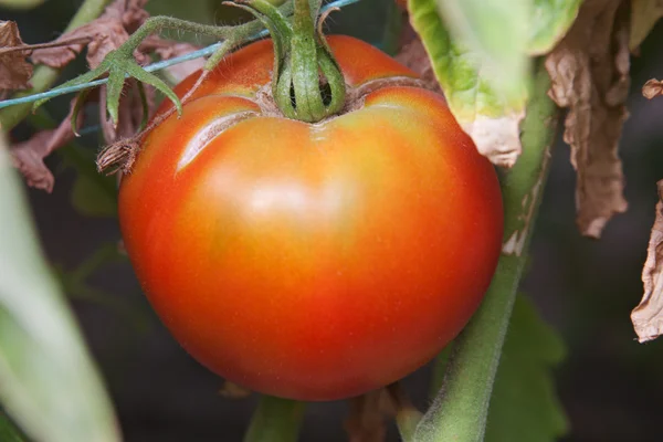 ブッシュの赤いトマト — ストック写真