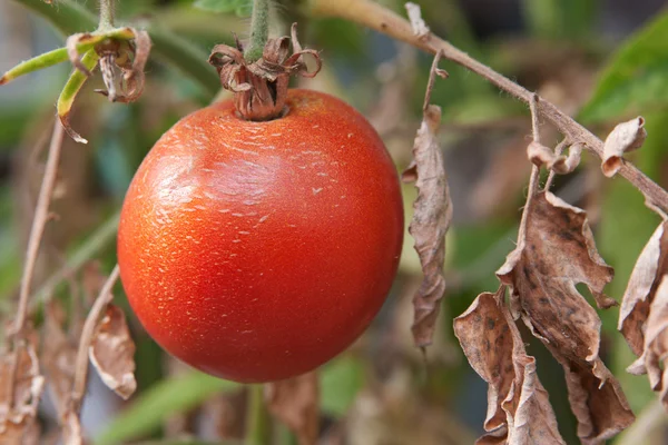 Red tomatoes on the bush — Stock Photo, Image