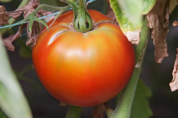 Rote Tomaten auf dem Strauch — Stockfoto