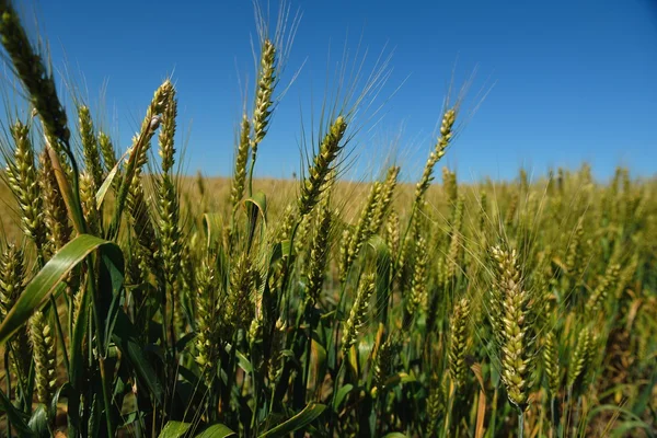 Weizenfeld mit blauem Himmel im Hintergrund — Stockfoto