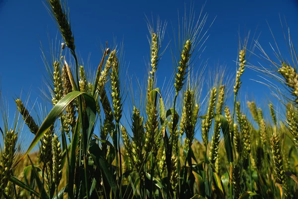 Pšeničné pole s modrou oblohou v pozadí — Stock fotografie
