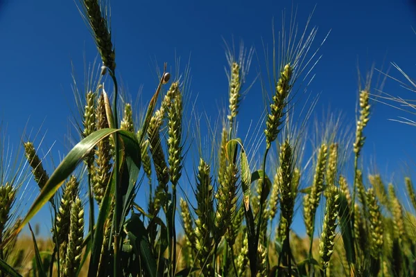 Campo de trigo con cielo azul en el fondo — Foto de Stock