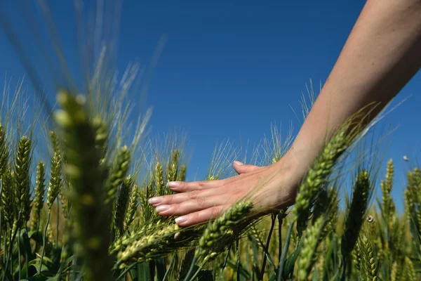 Hand in tarweveld — Stockfoto