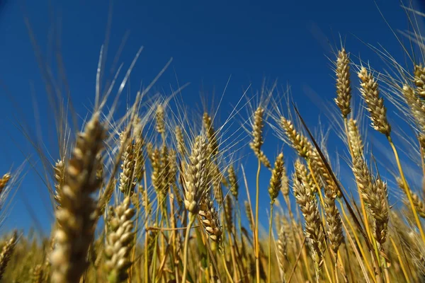 Campo de trigo con cielo azul en el fondo — Foto de Stock