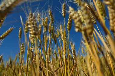 buğday alan arka plan mavi gökyüzü ile