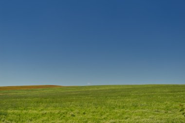 buğday alan arka plan mavi gökyüzü ile