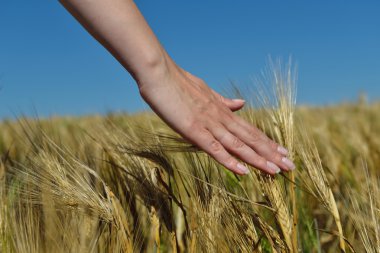 buğday alanında el
