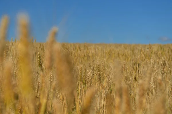 Buğday alan arka plan mavi gökyüzü ile — Stok fotoğraf
